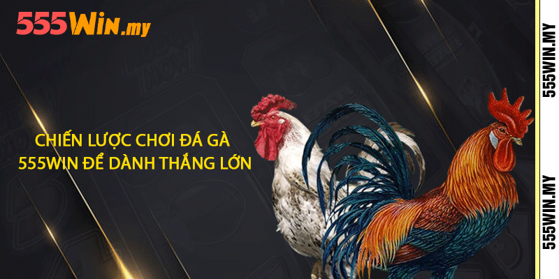 Chiến lược chơi đá gà 555win để dành thắng lớn